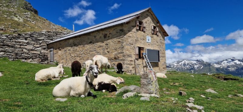 Alpenhütte mit weidenden Schafen im Vordergrund.
