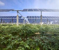 Photovoltaik-Anlagen auf einem Feld mit Gemüseanbau