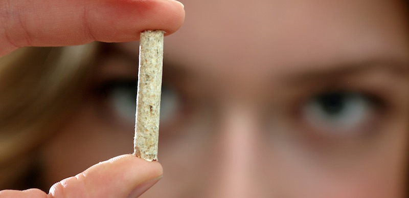 Im Vordergrund ein Holzpellet zwischen zwei Fingern, im Hintergrund ein Gesicht (unscharf). Bioenergie, Heizen mit Holz.