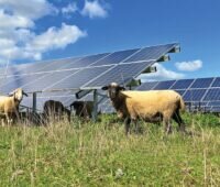 Schafe auf einer Wiese vor oder unter Solarmodulen. Mit Solarenergiegebieten könnte es mehr solcher Flächen geben.