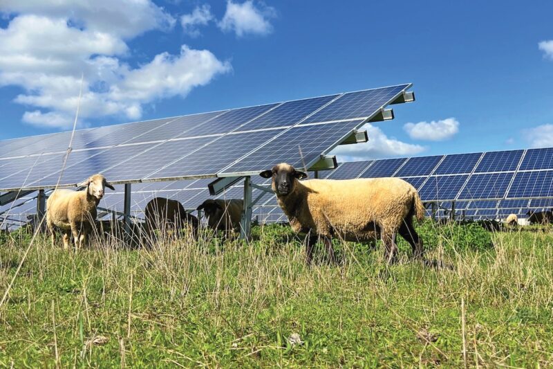 Schafe auf einer Wiese vor oder unter Solarmodulen. Mit Solarenergiegebieten könnte es mehr solcher Flächen geben.