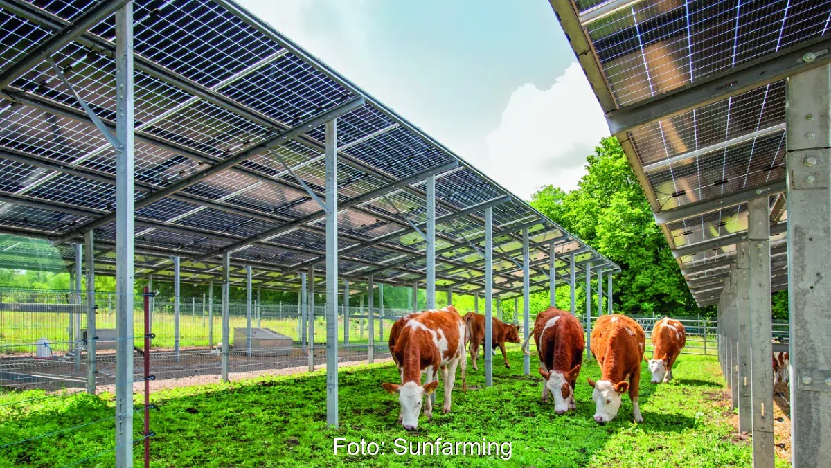 Im Bild Kühe unter PV-Modulen, Cube Green Energy übernimmt die Mehrheit vom Agri-PV-Entwickler Sunfarming.