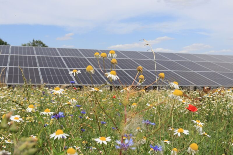 Im Hintergrund PV-Module, vorne eine bunte Blumenwiese mit Kamille und Klatschmohn - Artenvielfalt in Solarparks.