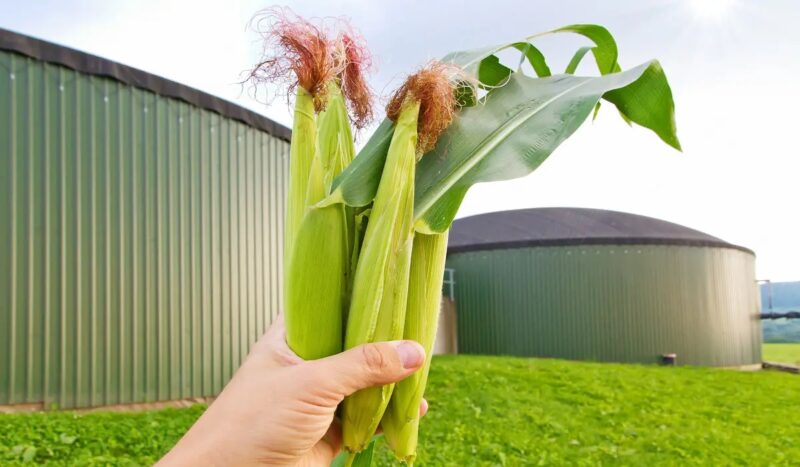 Eine Hand mit Maiskolben vor Biogasanlage, das Biogaspaket des BMWK sieht die Branche kritisch.