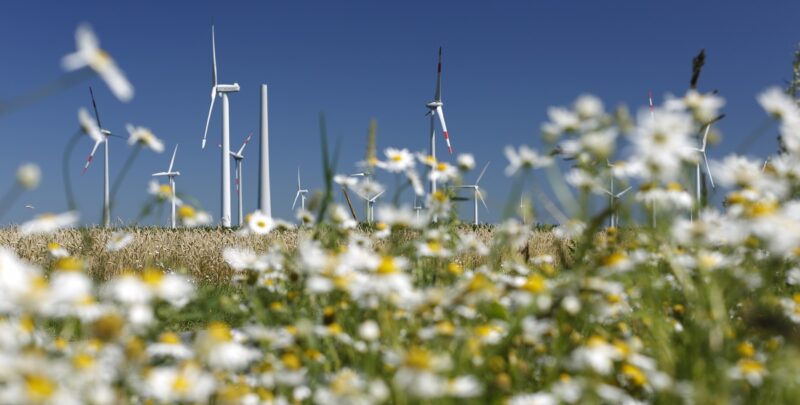 Zu sehen sind Windenergieanlagen in einer Blumenwiese: Das Windenergie-Repowering-Projekt Holßel im Landkreis Cuxhaven.