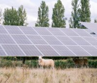 Freiflächen-Solarpark mit Schaf.