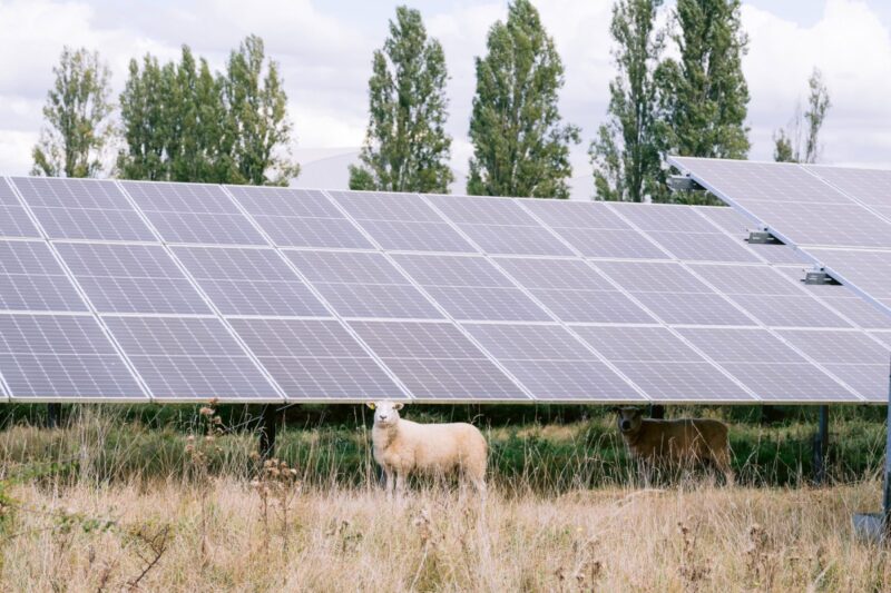 Freiflächen-Solarpark mit Schaf.