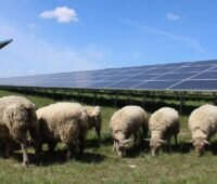 Schafe vor PV-Freiflächenanlage