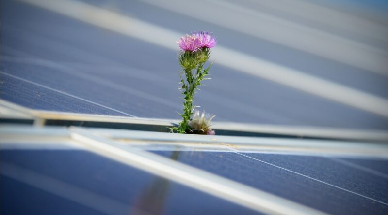 Im Bild eine Distel inmitten von Photovoltaik-Modulen, der Solarpark Alhendín versorgt Velux