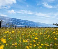 Zu sehen ist ein Solarpark in einer Blumewiese. Einen solchen Photovoltaik-Ausbau blockiert NRW