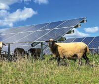 Im Bild Schafe im Solarpark, der Sonnenpark Halenbeck-Rohlsdorf ist die größte „biodiversitätsoptimierte“ PV-Anlage Deutschlands.