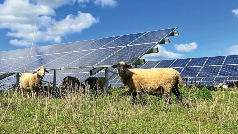 Im Bild Schafe im Solarpark, der Sonnenpark Halenbeck-Rohlsdorf ist die größte „biodiversitätsoptimierte“ PV-Anlage Deutschlands.