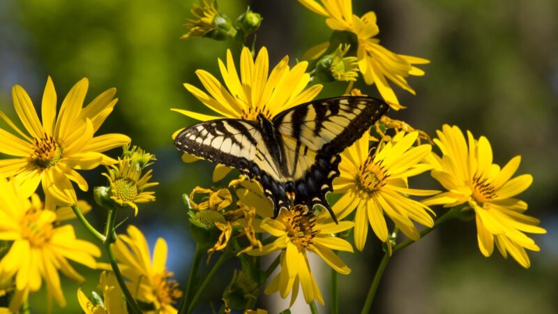 Gelbe Blüten, auf einer Sitzt ein gelb-schwarzer Schmetterling, Symbol für Energiepflanzen, Biogas, nachhaltig, Bioenergie, Anbaubiomasse