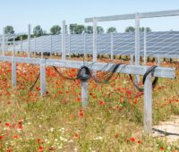 Solaranlage im Freiflächenbau auf trockenem Gras und Mohnblumen