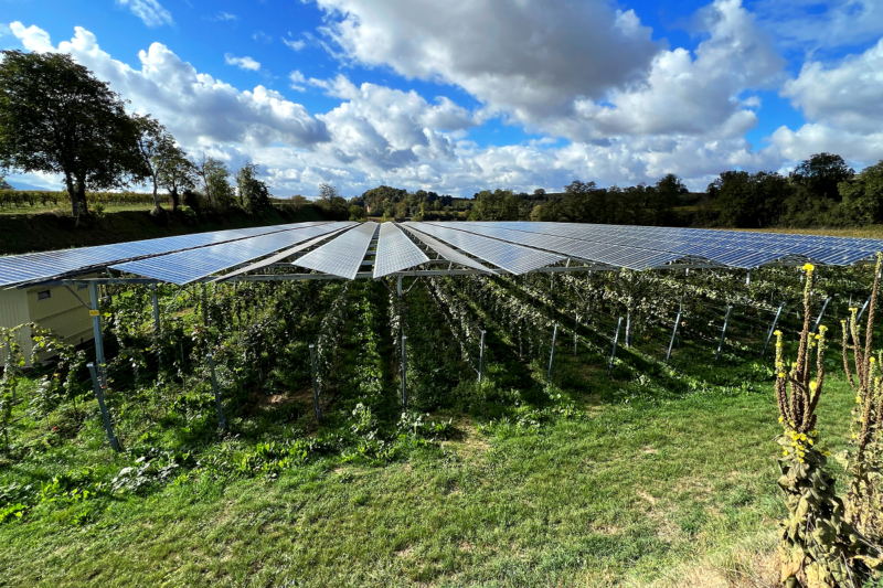 Hoch aufgeständerte Agri-Photovoltaikanlage mit Sonderkulturanbau.