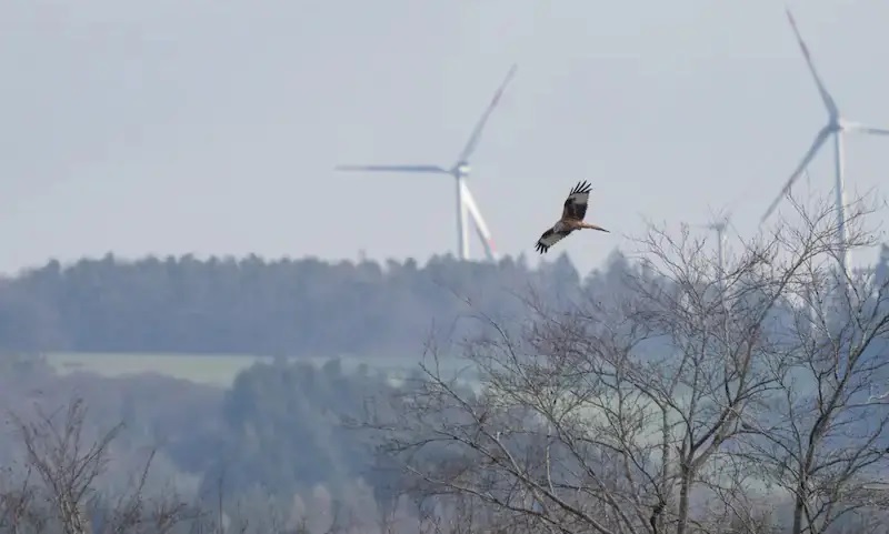 Im Bild ein Rotmilan vor Windenergieanlage, der Rotmilan ist im Leitfaden Nationales Artenhilfsprogramm des BfN aufgelistet.