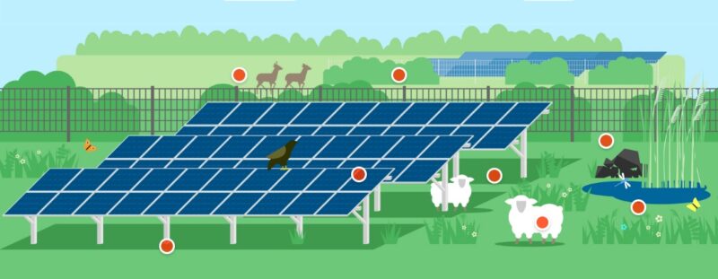 Eine Grafik zeigt PV-Module mit Getier, neue Wissensplattform „Natur im Solarpark“ des KNE.