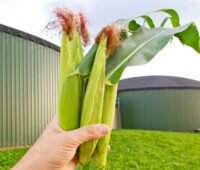 Im Bild eine Hand mit Maiskolben vor Biogasanlage, Landwärme liefert Biomethan trotz des Insolvenzverfahrens weiter.