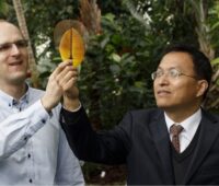 Zu sehen sind Dr. Jonathan Plentz (links) und Dr. Guobin Jia vom Leibniz-IPHT, die ihre Elektrode aus Laubblättern bzw. ein Magnolienblatt in den Händen halten