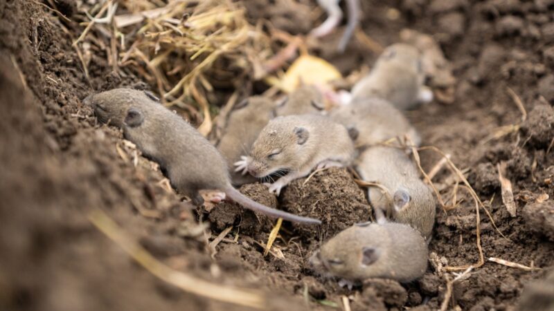 Nest von Mäusen in Acker - Symbol für Nahrung, Habitatpotenzialanalyse, Artenschutz, Windenergie