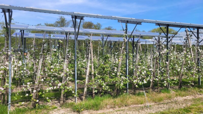 Reihe von blühenden Obstbäumen unter Photovoltaikmodulen.