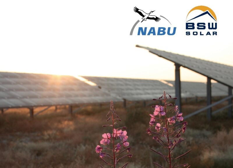 Zu sehen ist ein Ausschnitt des Deckblattes des gemeinsamen Papiers von NABU und BSW zu Kriterien für naturverträgliche Photovoltaik-Freiflächenanlagen.