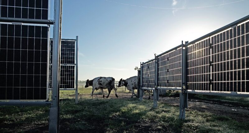 Kühe zwischen horizontal aufgestellten PV-Modulen auf dem Feld.
