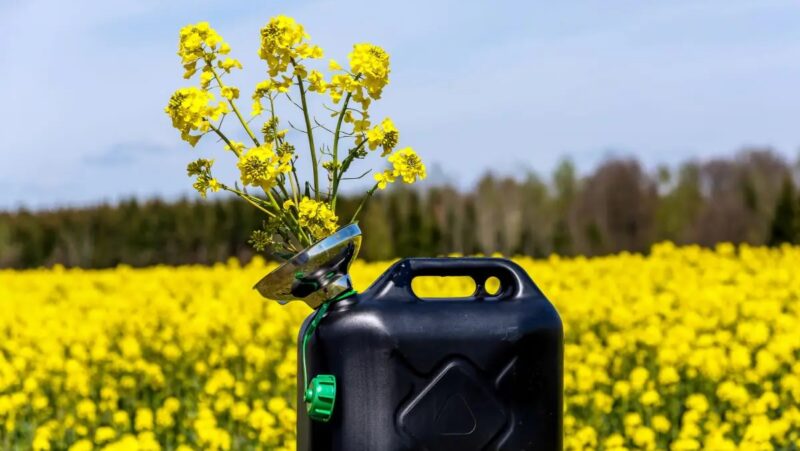 Im Bild ein Rapsfeld mit Kanister als Symbol für die CO2-Bepreisung von Emissionen aus Landnutzungsänderungen zur Herstellung der Biokraftstoffe.