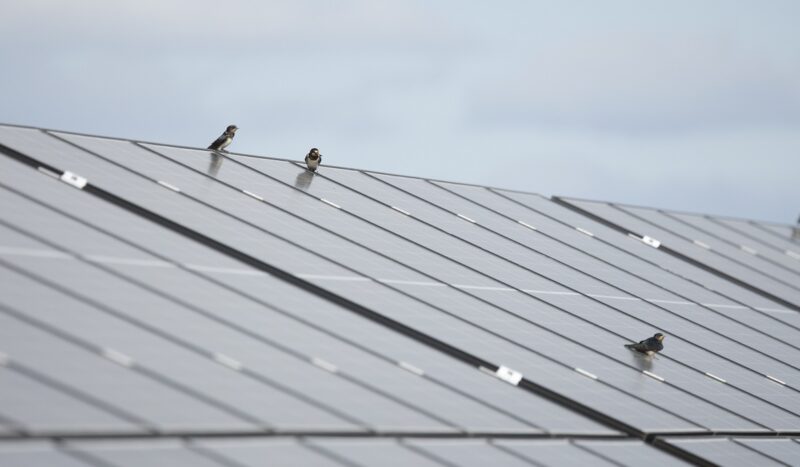 Im Bild Vögel auf Photovoltaik-Modulen, RWE baut in Polen 31 neue Solarparks.