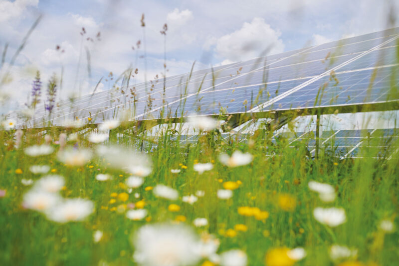Blühende Wiese - offenbar mit hoher Biodiversität - in einem Solarpark aus Froschperspektive fotografiert