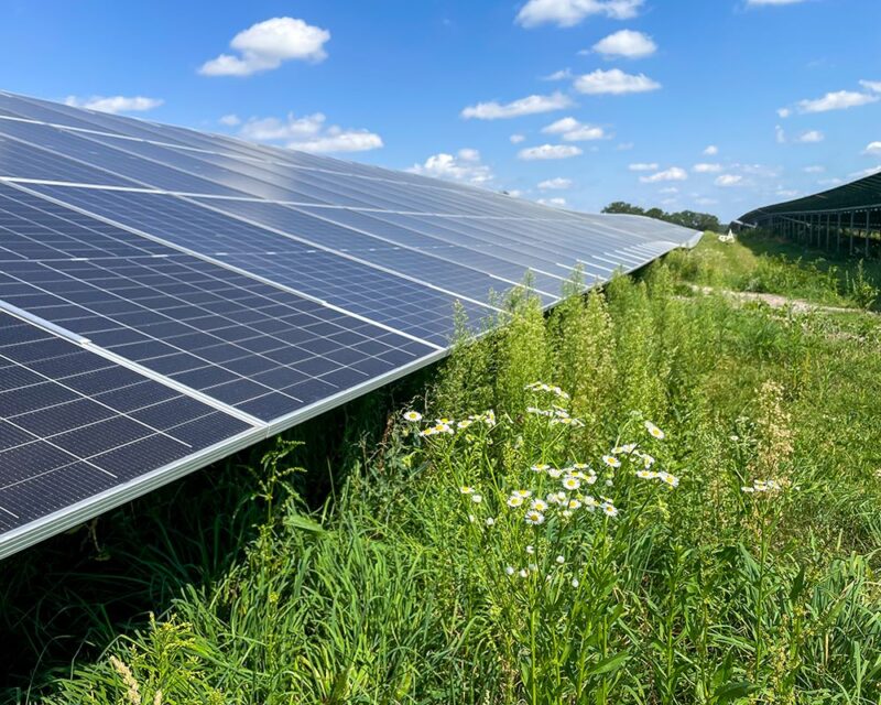 Solar-Freiflächenpark mit Wiese und blühenden Frühlingsblumen.