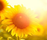 ZU sehen ist eine Sonnenbluem als symbol für eine umweltfreundliche Heizung. Darin ging es im Energie-Trendmonitor 2020.