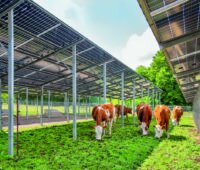 Hoch aufgeständerte Agri-Photovoltaikanlage spendet Schatten auf einer Wiese. Unter der Agri-PV-Anlage grasen Kühe.