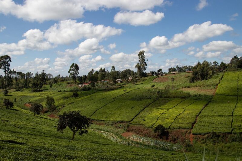 Grüne Flächen mit Tee und ein kleines Dorf in Kenia.