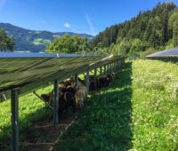 Zu sehen ist ein mit Schafen besetzter Photovoltaik-Solarpark von eco-tec.at. In Zukunft soll Photovoltaik und Blumenwiese kombiniert werden.