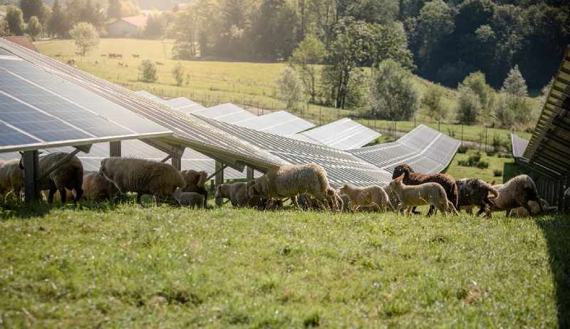 Schafe weiden unter PV-Modulen.