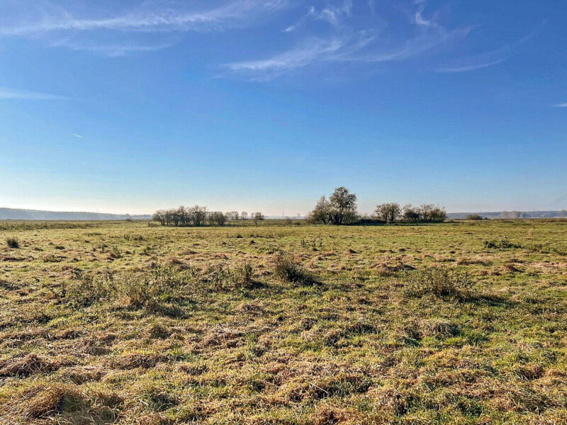 Trockene Moorlandschaft unter blauem Himmel.